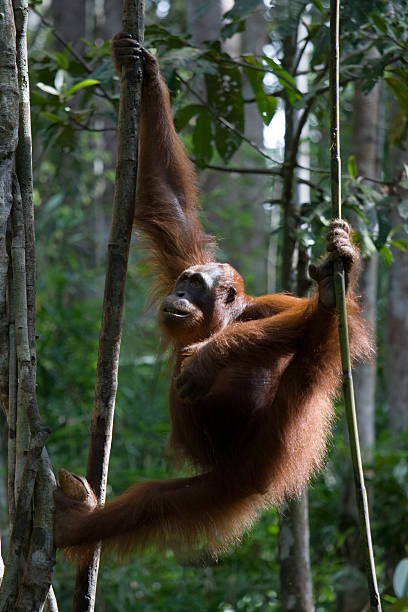 Orangutan hanging stock photo