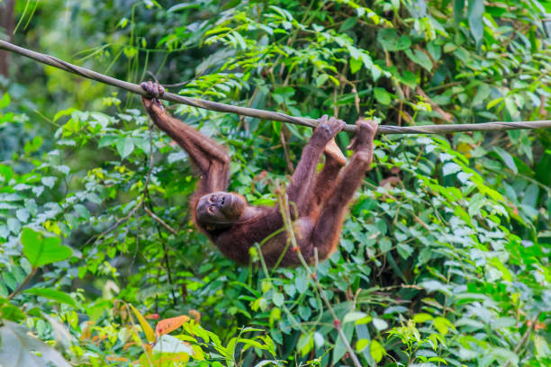 orangutans or pongo pygmaeus stock photo