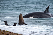 Killer whale while attacking a newborn sea lion on patagonia beach