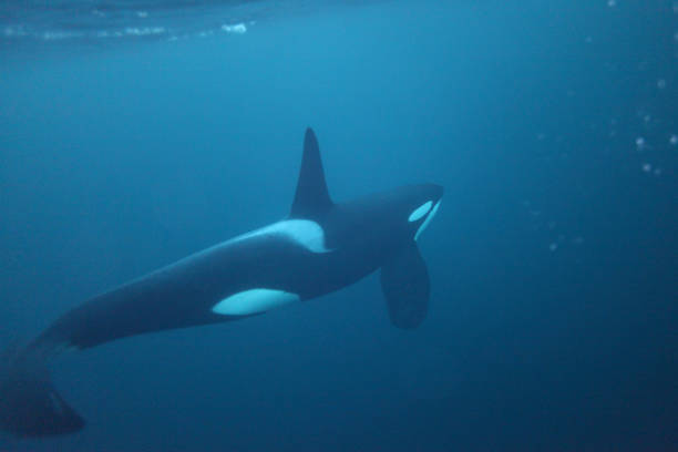 orca or killer whale, Orcinus orca, Andenes, Norway stock photo