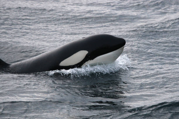 orca or killer whale, Orcinus orca in a fjord near Tromso, Norway stock photo