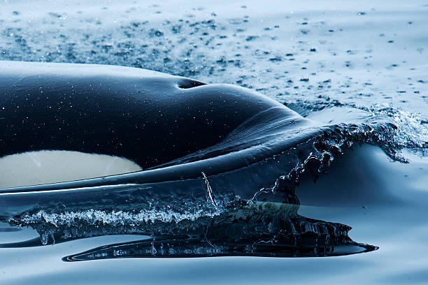 orca - event photos et images de collection