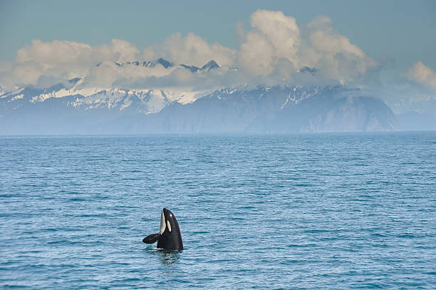 Orca Whale jumping in Resurrection Bay, Kenai Fjord in Alaska stock photo
