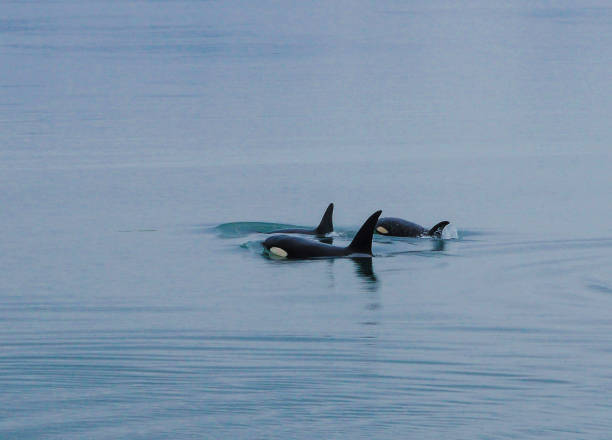 Orca Whales, Inside Passage, Alaska stock photo