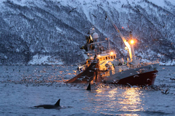 orcas or killer whales, Orcinus orca, feeding on herrings near fishing boat in Kaldfjord, Tromso, Norway stock photo