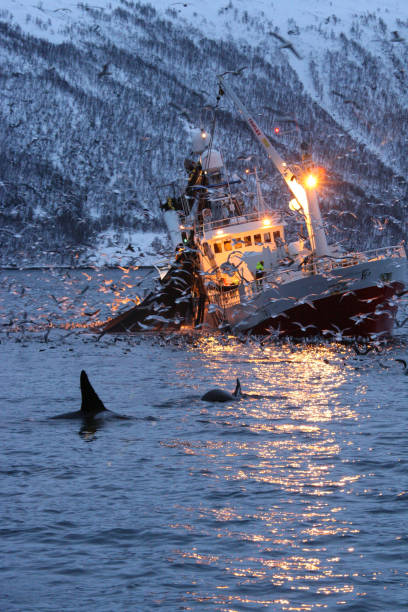 orcas or killer whales, Orcinus orca, feeding on herrings near fishing boat in Kaldfjord, Tromso, Norway stock photo