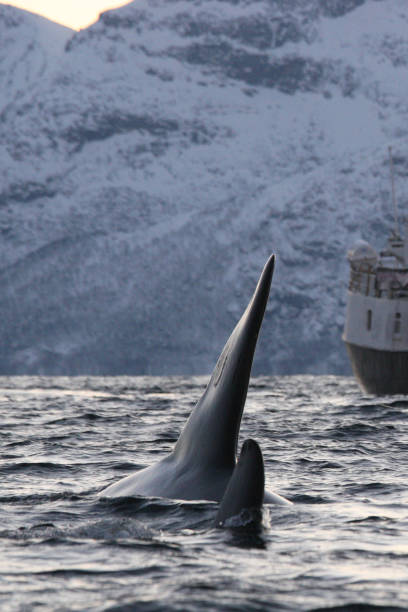 orcas or killer whales, Orcinus orca, observed in a fjord near Tromso, Norway stock photo