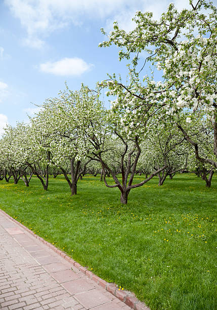 Orchard, blooming apple trees, spring stock photo