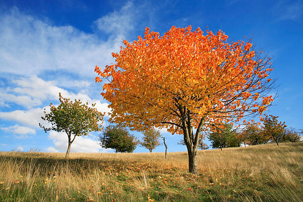 Orchard in Autumn stock photo