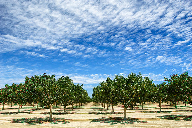 Orchard of Ripening Pistachio Nuts Deep focus image of ripening pistachio (Pistacia vera) nuts growing in clusters on a central California orchard below a cloud filled sky. pistachio stock pictures, royalty-free photos & images