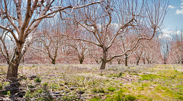 orchard panorama stock photo