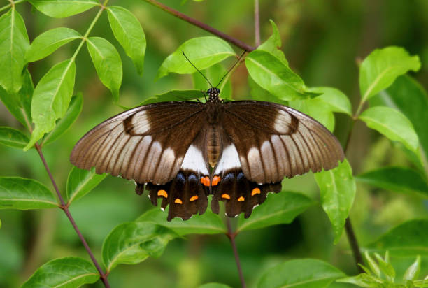 Orchard Swallowtail butterfly stock photo