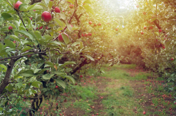 Orchard with apple trees with fresh ripe apple fruits hanging from the branches stock photo
