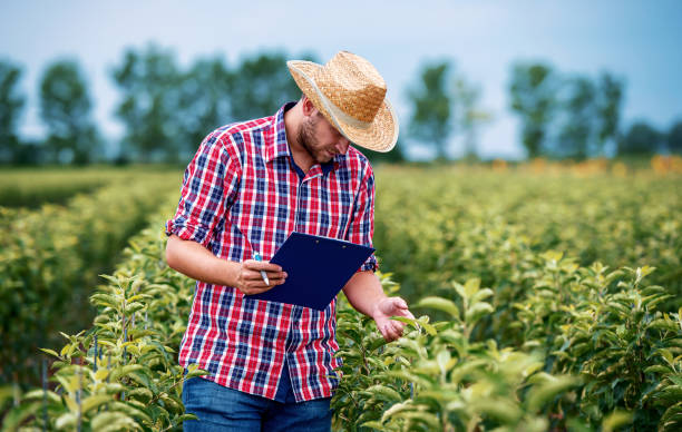 Orcharding. Farmer checking plants in the orchard and making a notes. Agricultural concept stock photo