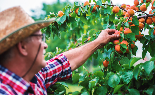 Orcharding Farmer Picking Apricots Hobbies And Leisure