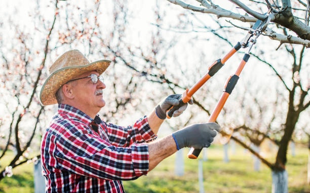 Orcharding. Senior man pruning tree with a shears in the orchard. Hobbies and leisure, agricultural concept stock photo
