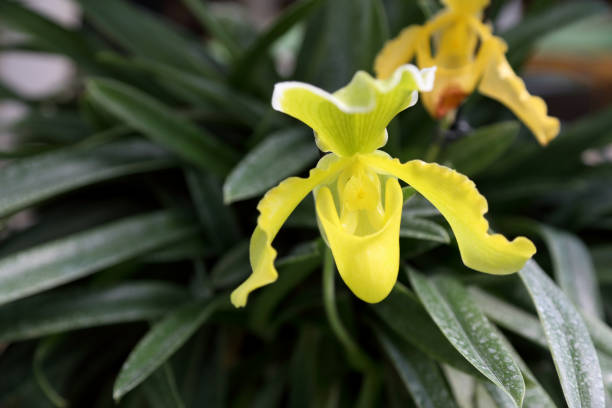 orquídea - insigne - fotografias e filmes do acervo