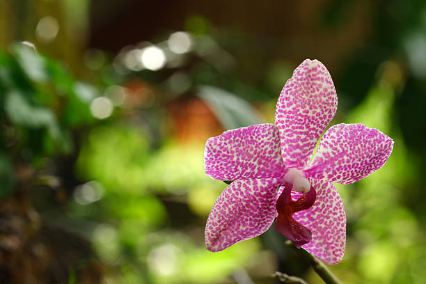 Orchid stock photo