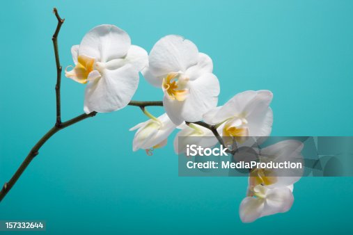 istock orchid XXL 157332644