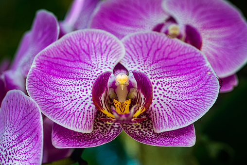 Orchids are one of the most cultivated flowers in the world. From the family Orchidaceae.\nAnts do not harm orchids and even protect them by keeping insects away from these plants