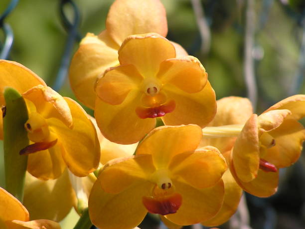 Orchids-Jamaica stock photo