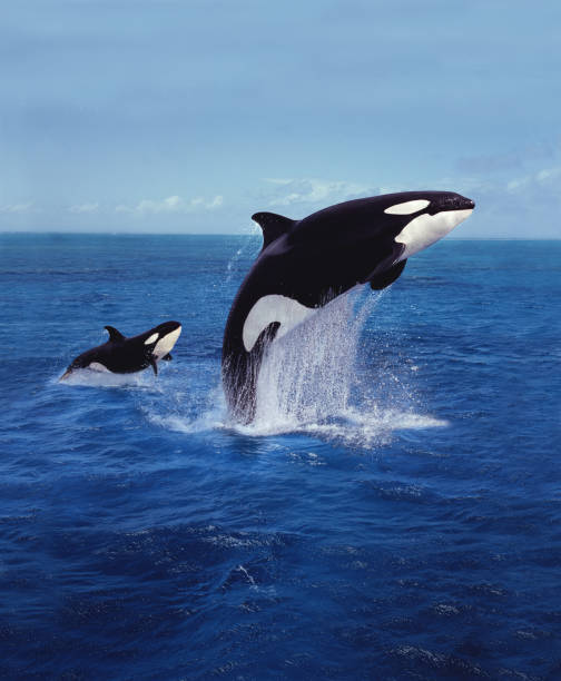 KILLER WHALE orcinus orca, MOTHER AND CALF LEAPING stock photo