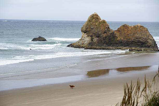Oregon beach stock photo