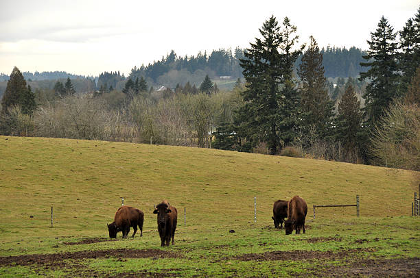 Oregon Farm and Bison stock photo