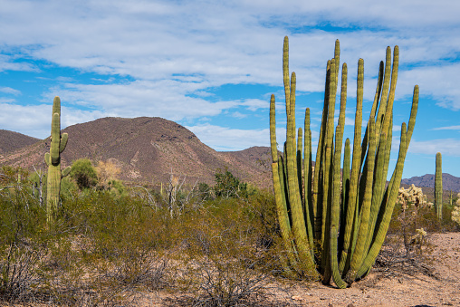 Organ Pipe Cactus along the North Puerto Blanco Drive at Organ Pipe Cactus National Monument in southern Arizona, USA. In 1976 the monument was declared a Biosphere Reserve by UNESCO.
