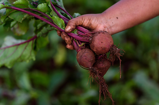 Urban garden of sustainable permaculture, hands of Brazilian woman harvest organic beets