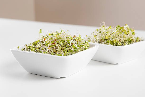 Organic Broccoli Sprouts in Bowls stock photo