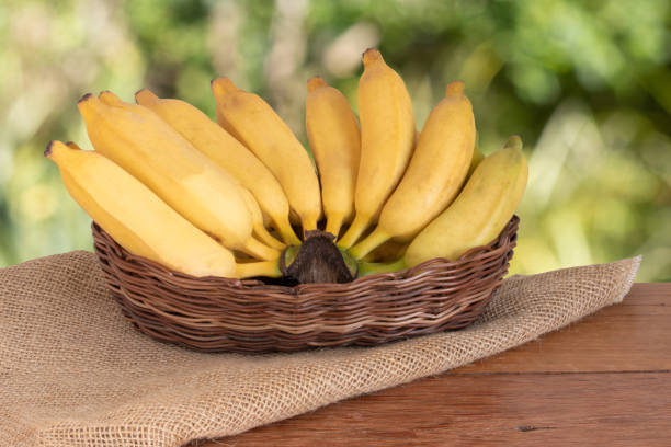 Organic bunch of ripe yellow bananas in the basket. Isolated with blurred green background.Copy space. stock photo