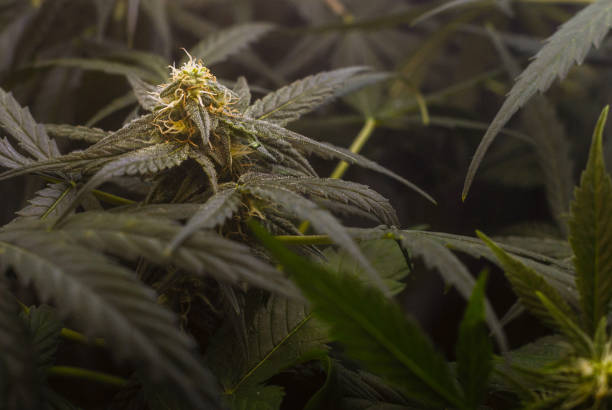 Organic cannabis plant farming industry stock photo