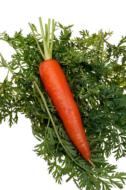Organic Carrot on Greens stock photo