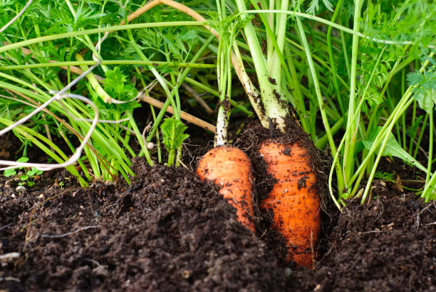 Organic carrots growing in the dirt stock photo