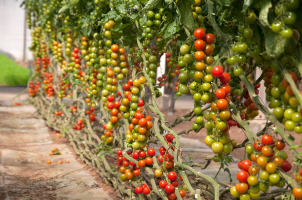 Organic cherry tomatoes in a greenhouse stock photo