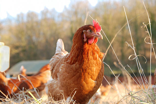 Organic chicken farm stock photo