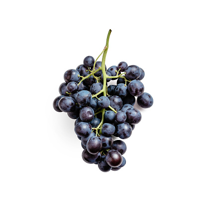 Bunch of dark organic ripe grapes on white background. Organic purple grape with fresh green vine, isolated on white with clipping path. Top view or flat lay