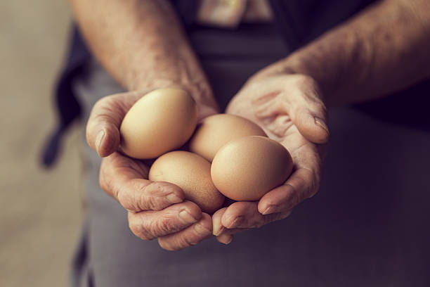 Organic Eggs Close up of an elderly woman's hands, holding organic produced eggs. Selective focus egg photos stock pictures, royalty-free photos & images