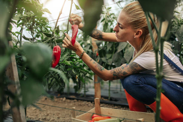Organic Farm Young woman working in her greenhouse. pepper vegetable stock pictures, royalty-free photos & images