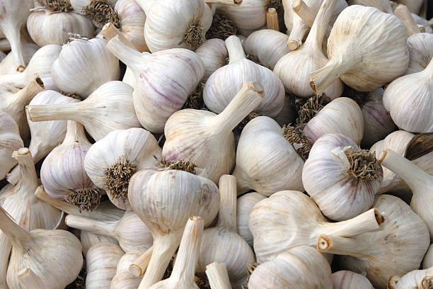 organic garlic stock photo