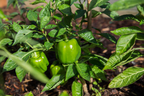 Organic green capsicums or bell peppers growing on the plant stock photo