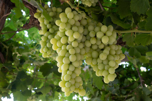 Organic Green Grapes for eating stock photo