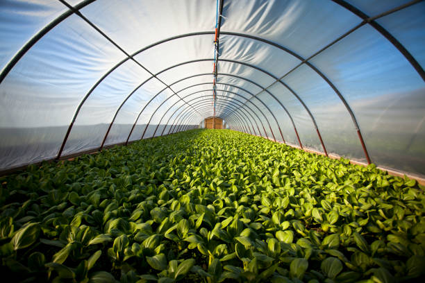 Organic greenhouse stock photo