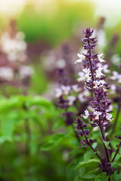 Organic Holy Basil with flowers in a greenhouse. stock photo
