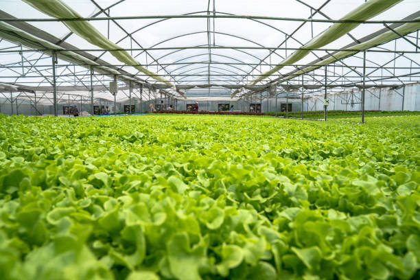 Organic hydroponic vegetable cultivation farm. stock photo
