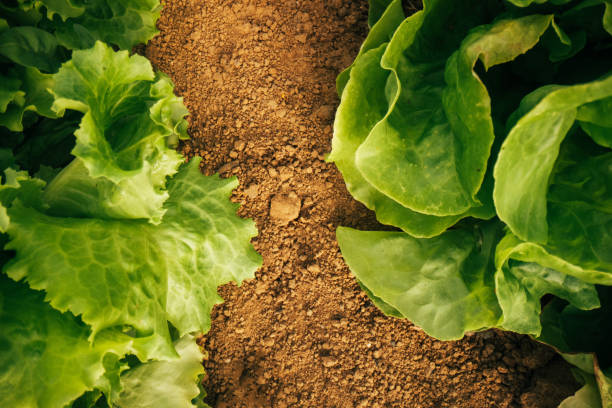 Organic lettuce in the backyard stock photo