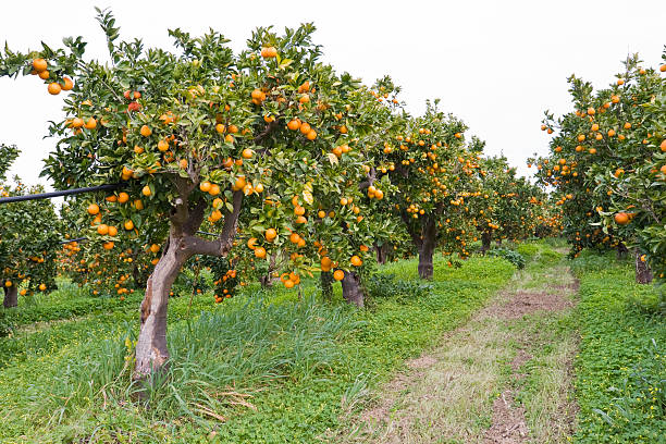 organic orange orchard on Sicily stock photo