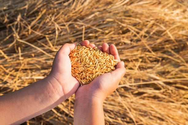 Organic paddy in the hand stock photo