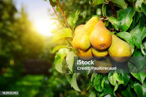 istock Organic pears on a tree branch in the sun 183935392